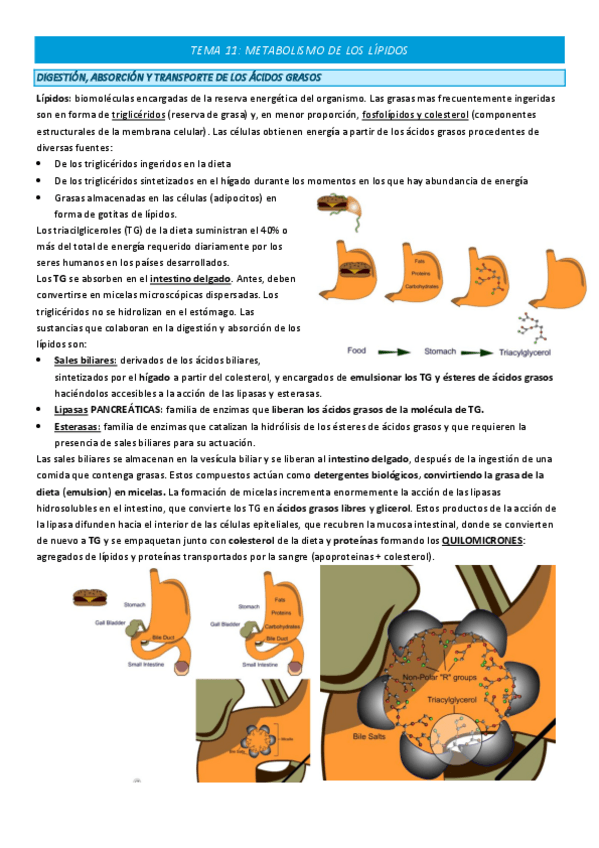 Miniatura del documento TEMA-11-COMPLETO.pdf
