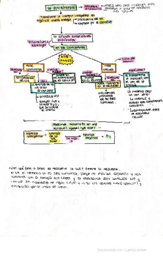 Miniatura del documento ESQUEMA-FOTOSINTESIS.pdf