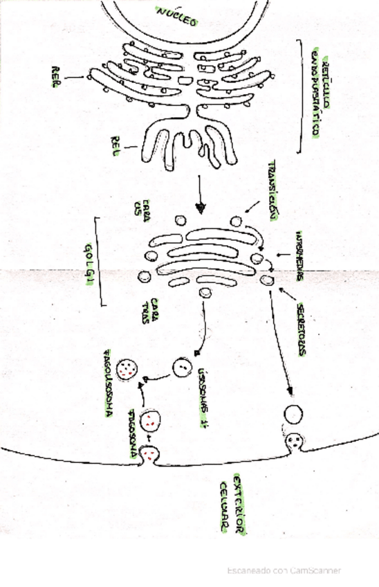 Miniatura del documento DIBUJO-CELULA.pdf