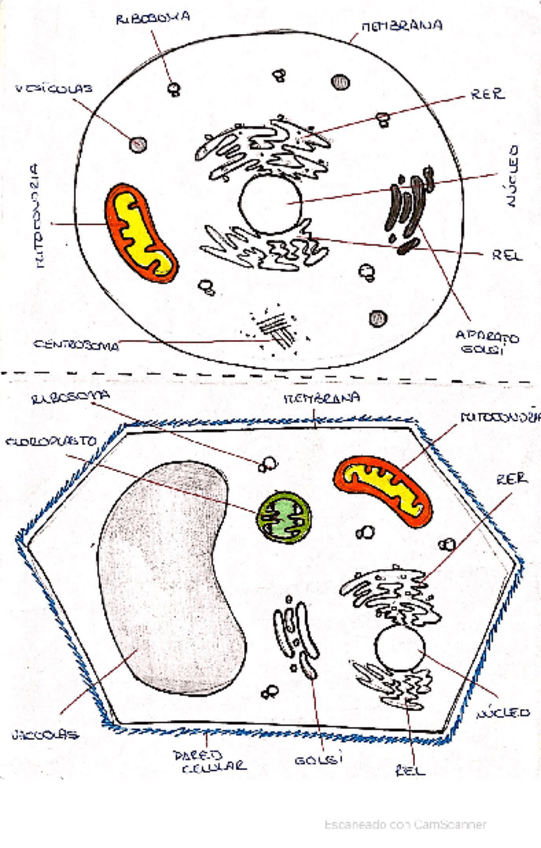 Miniatura del documento CELULA-ANIMAL-VS-CELULA-VEGETAL.pdf