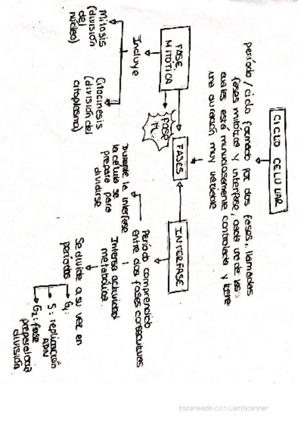 Miniatura del documento ESQUEMA-CICLO-CELULAR.pdf