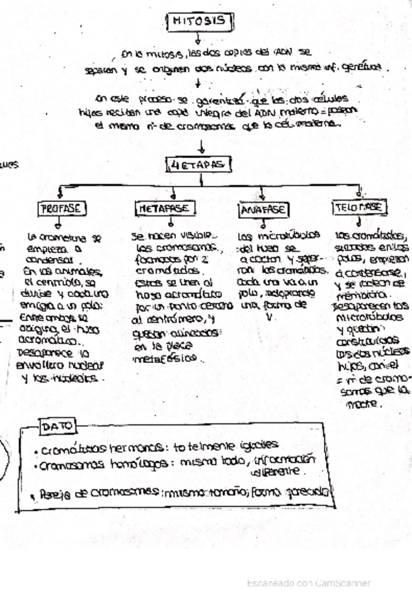Miniatura del documento ESQUEMA-MITOSIS.pdf
