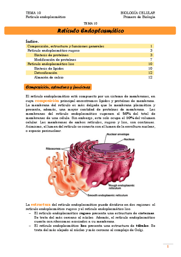 Miniatura del documento TEMA 10. Retículo endoplasmático