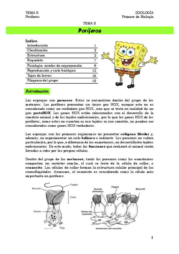 Miniatura del documento TEMA 8. Poríferos