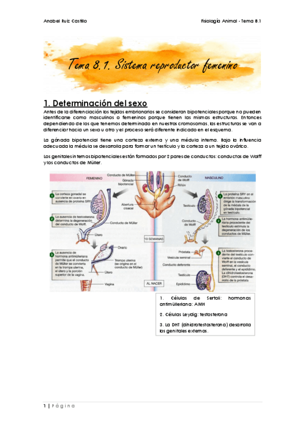 Miniatura del documento Apuntes-T81-Femenino.pdf