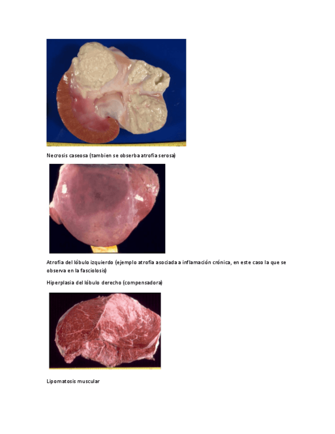 Miniatura del documento test-primer-parcial.pdf