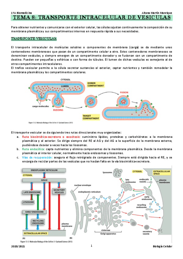 Miniatura del documento TEMA 8: transporte vesicular
