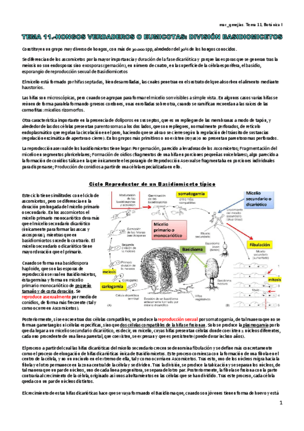 Miniatura del documento TEMA-11.pdf