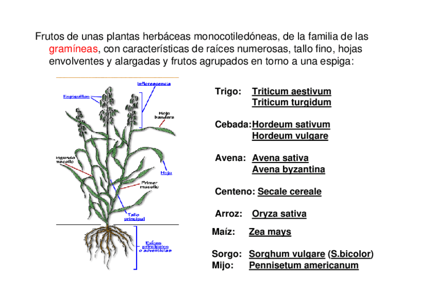 Miniatura del documento Tema-11.pdf
