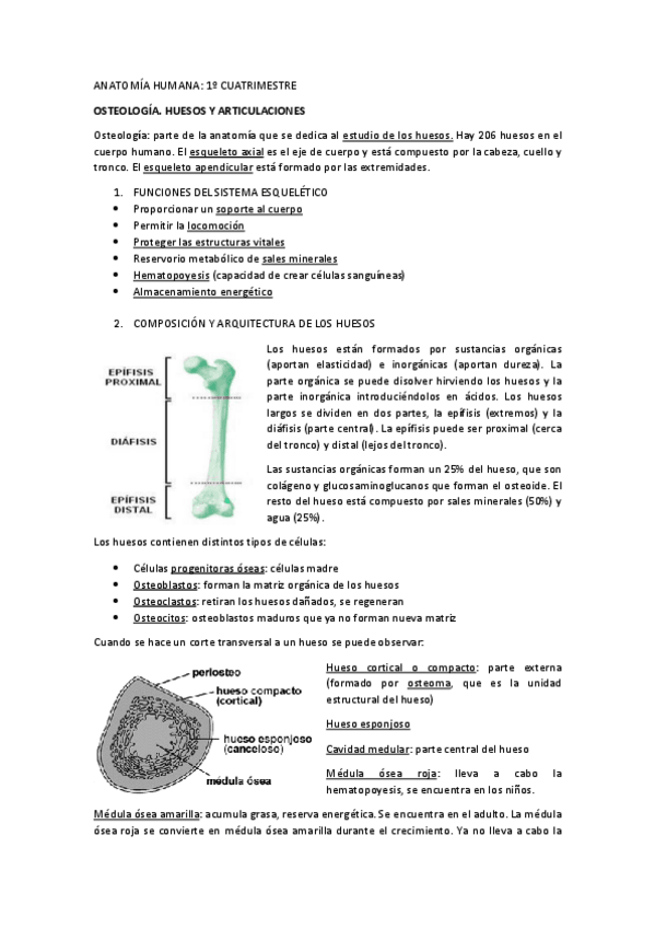 Miniatura del documento Tema-2-Osteologia.pdf