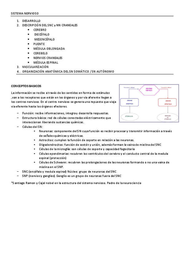 Miniatura del documento SISTEMA-NERVIOSO-apuntes.pdf