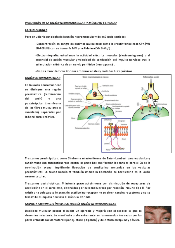 Miniatura del documento Neuro.pdf