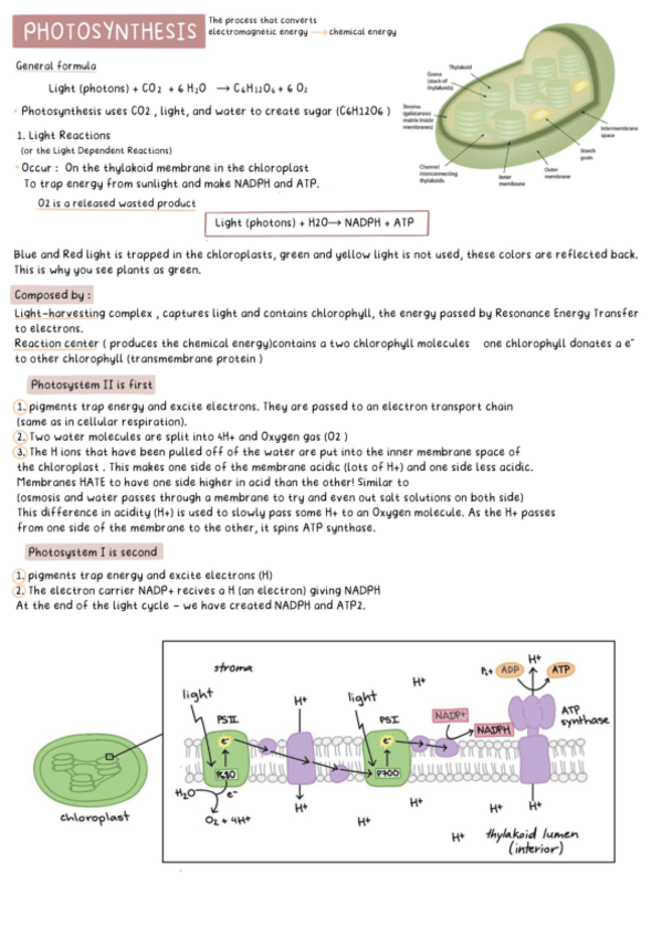 Miniatura del documento Metabolism-photosynthesis.pdf