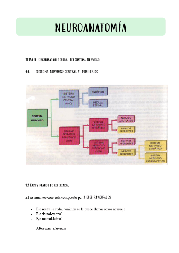 Miniatura del documento TEMA-9-NEUROANATOMIA-.pdf