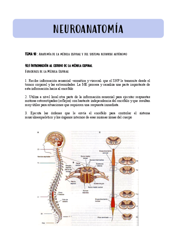 Miniatura del documento TEMA-10-NEUROANATOMIA-.pdf