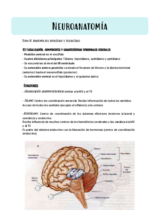 Miniatura del documento Tema-12-NEUROANATOMIA.pdf
