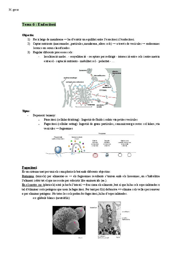 Miniatura del documento Bio-Cellular-Endocitosis-Tema-6.pdf