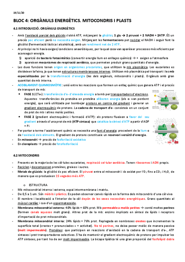 Miniatura del documento BT-4-mitocondris-i-cloroplasts.pdf