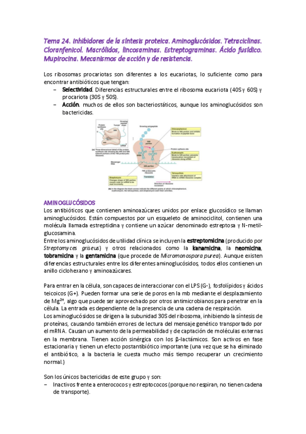 Miniatura del documento Tema-24-microbiologia.pdf