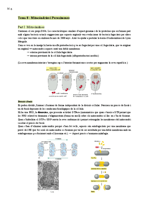 Miniatura del documento Bio-Cellular-Mitocondries-i-Peroxisomes-.pdf