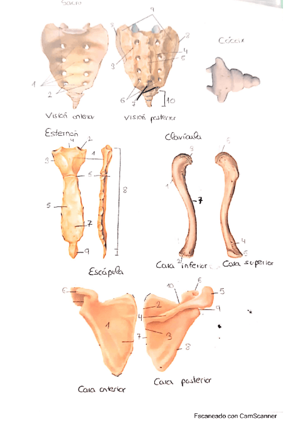 Miniatura del documento Laminas-de-anatomia-con-nombres.pdf