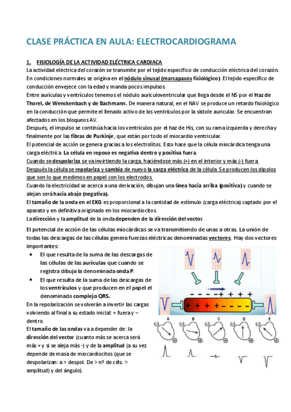 Miniatura del documento EKG.pdf