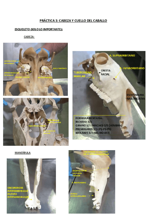Miniatura del documento ANATOMIA-TOPOGRAFICA-DEL-CABALLO.pdf