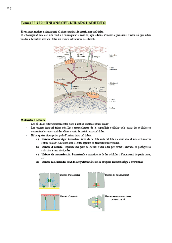 Miniatura del documento Biocel-unions-cellulars-i-adhesio-Temes-11-i-12.pdf