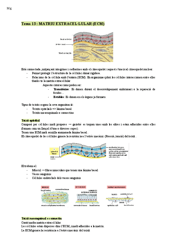 Miniatura del documento Biologia-Cellular-Matriu-extracel-Tema-13.pdf