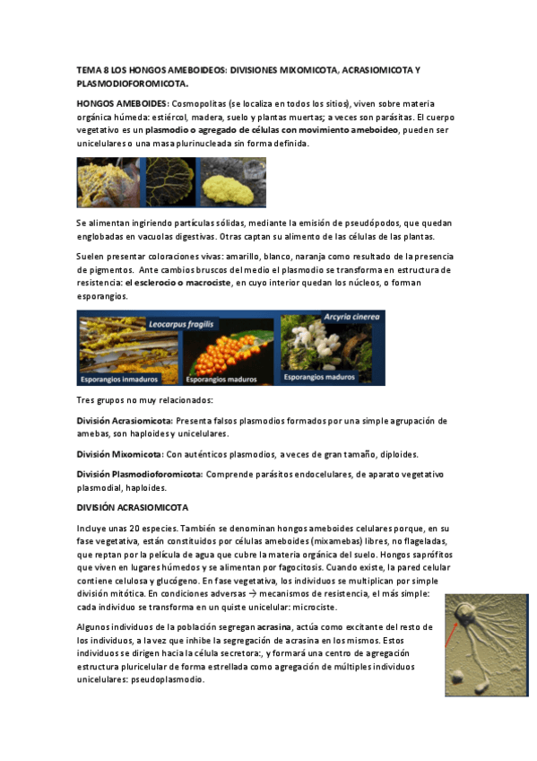 Miniatura del documento TEMA-8-LOS-HONGOS-AMEBOIDEOS.pdf