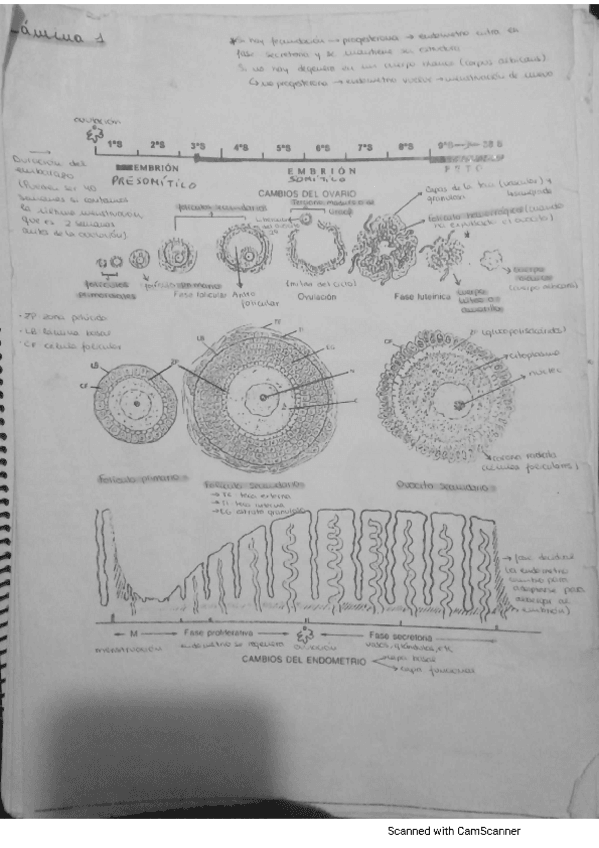 Miniatura del documento LAMINAS-EMBRIOLOGIA-MARIA-B.pdf
