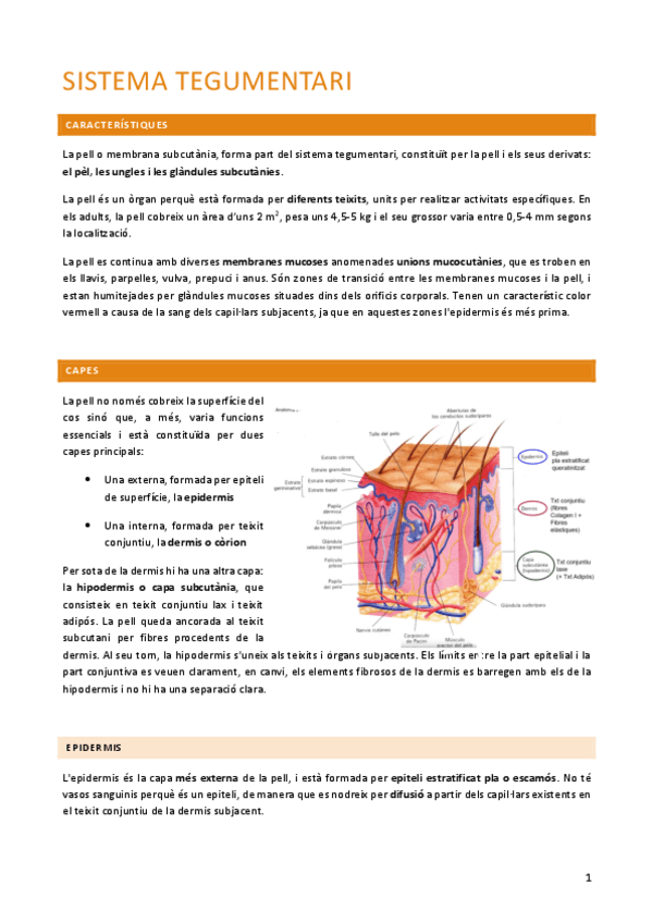 Miniatura del documento anato-1.pdf
