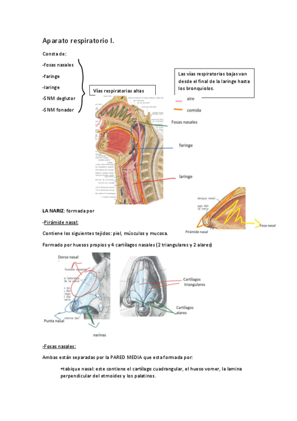 Miniatura del documento tema-5-respiratorio-I.pdf