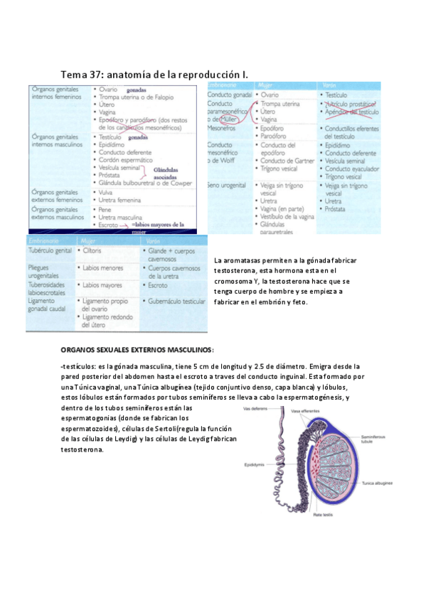 Miniatura del documento tema-37-reproductor-I.pdf