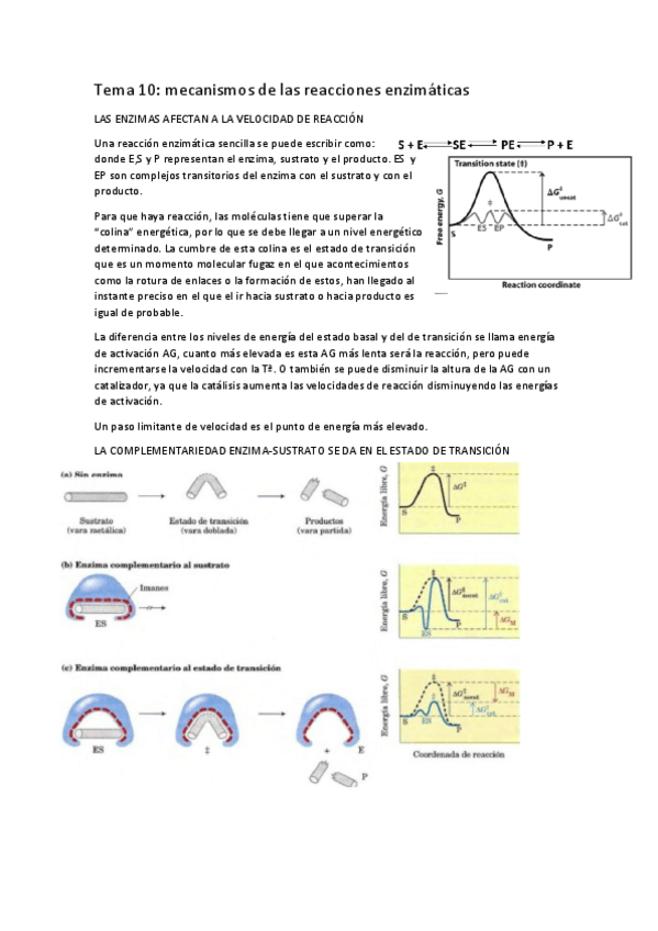 Miniatura del documento tema-10-menanismos-de-las-reacciones-enzimaticas.pdf