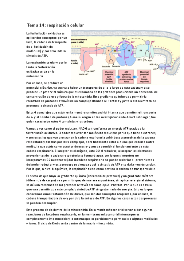 Miniatura del documento tema-14-respiracion-celular.pdf