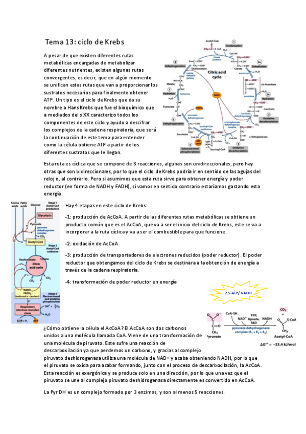 Miniatura del documento tema-13-ciclo-de-krebs.pdf