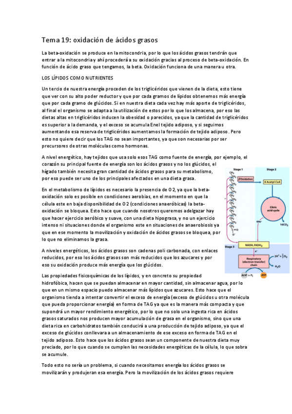 Miniatura del documento tema-19-beta-oxidacion.pdf
