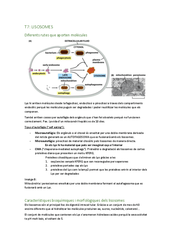 Miniatura del documento T7-lisosomes.pdf