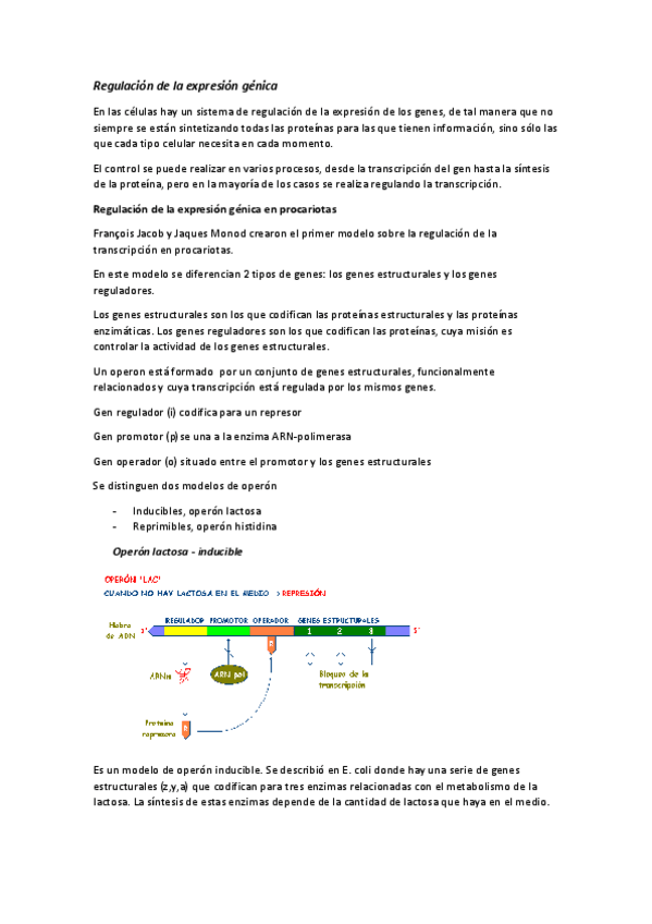 Miniatura del documento MODELO-DEL-OPERON.pdf