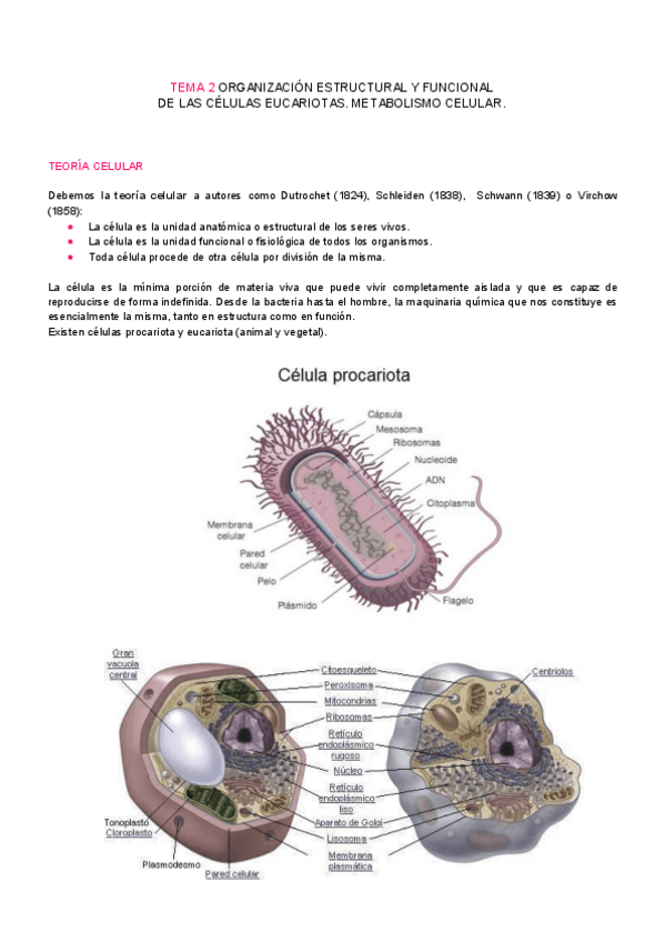 Miniatura del documento Tema 2 - Organzación estructural y funcional de las células eucariotas.pdf