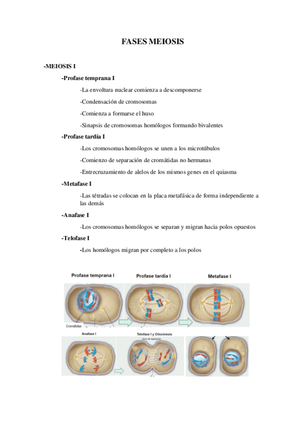 Miniatura del documento Fases-meiosis.pdf