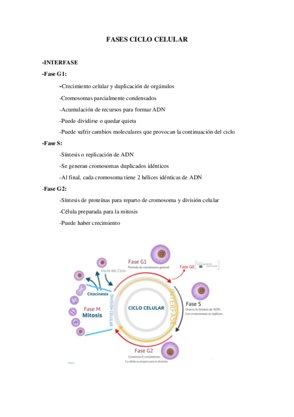 Miniatura del documento Fase-mitosis.pdf