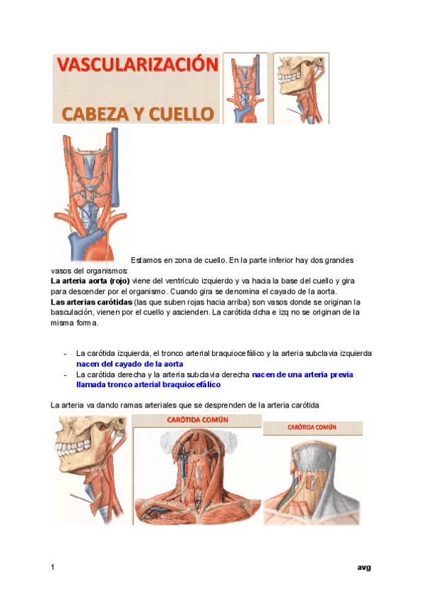 Miniatura del documento ANATOMIA-VASCULARIZACION-CABEZA-Y-CUELLO.pdf