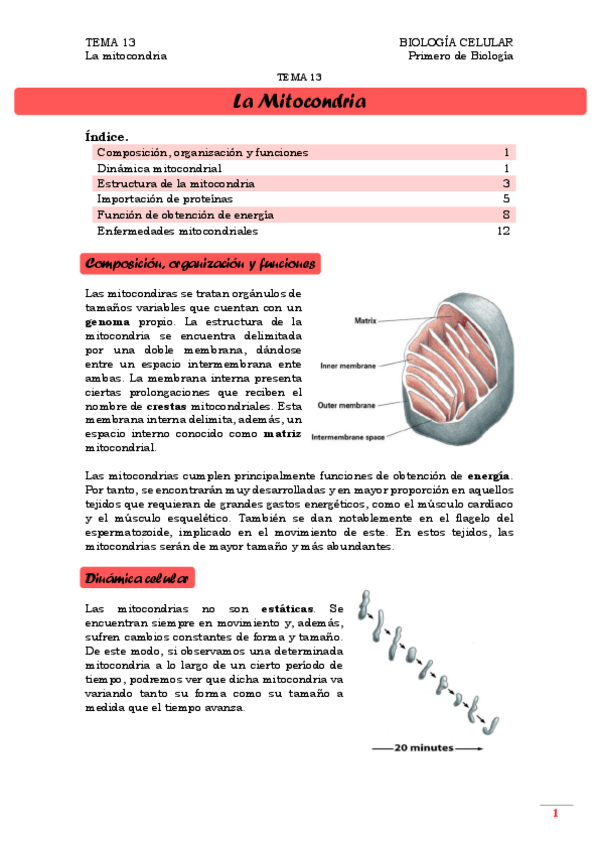 Miniatura del documento TEMA 13. Mitocondria