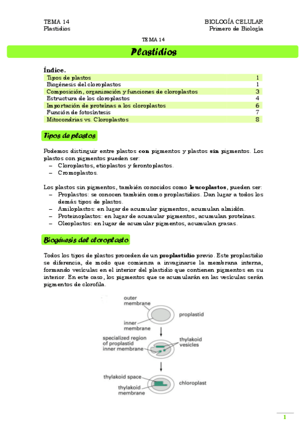 Miniatura del documento TEMA 14. Plastidios