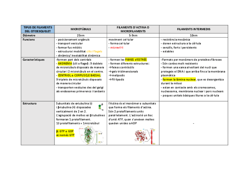 Miniatura del documento TIPUS-DE-FILAMENTS-DEL-CITOESQUELET.pdf