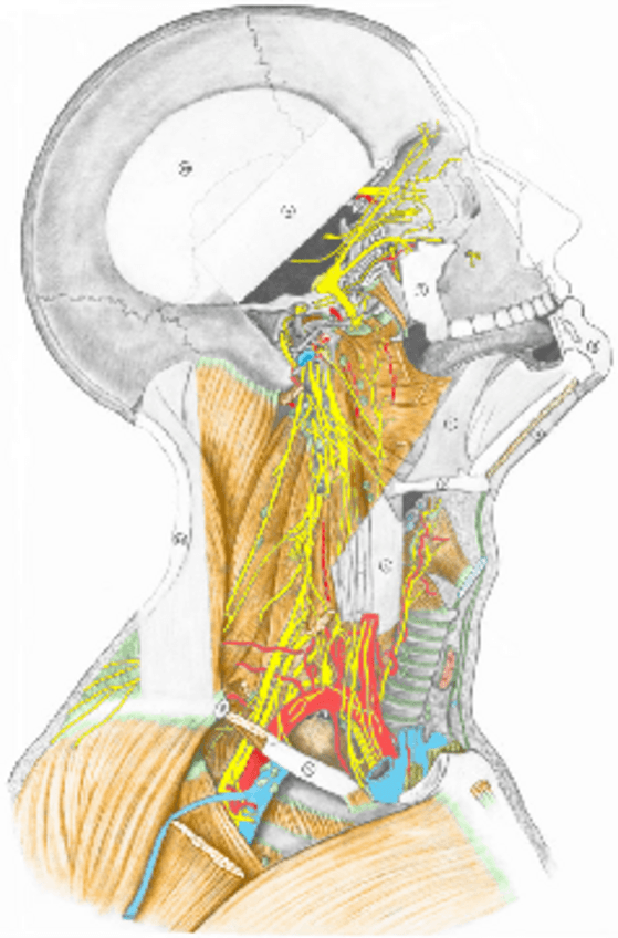 Miniatura del documento cabezaatlas.pdf