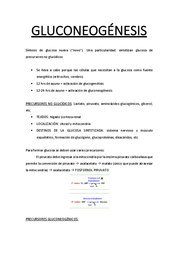 Miniatura del documento GLUCONEOGENESIS.pdf