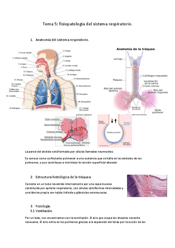 Miniatura del documento Tema-5-fisiopatologia-del-sistema-respiratorio.pdf